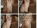 British Shorthair Snowvillage Symphony