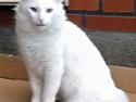 Tyrkisk Angora IC Murat von Kedi Arkadas