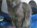 Tyrkisk Angora Leyla von Frankenthal DK