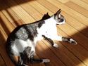 Cornish Rex Krølle Bølle