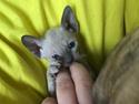 Cornish Rex DK*Pixiepaws Monty Green