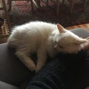 Ragdoll DK CatchingLove's Unik Arn (Pelle)