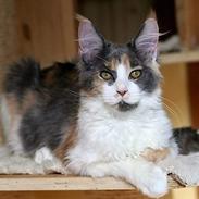 Maine Coon Blueberry Bystra*PL 28/9