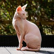 Sphynx Magnus Anat Her*PL - "Gustav"