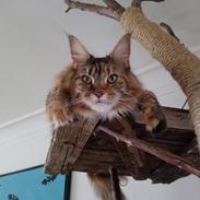 Maine Coon Stella - (DK Prelude cats Sarsellerne)