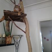 Maine Coon Stella - (DK Prelude cats Sarsellerne)