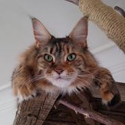 Maine Coon Stella - (DK Prelude cats Sarsellerne)