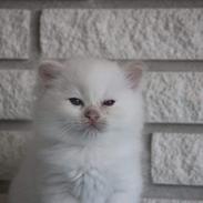 Ragdoll Beyond Bounty