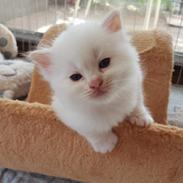 Ragdoll Beyond Bounty