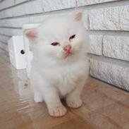 Ragdoll Beyond Bounty