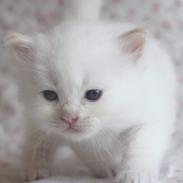 Ragdoll Beyond Bounty