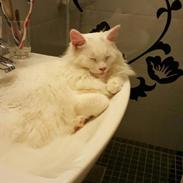 Tyrkisk Angora Milo Aka Max