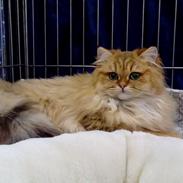 British Longhair Gaia von den Kleinen Hexen