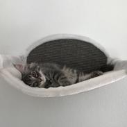 Maine Coon Lumacoon's Johnson Dwayne
