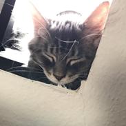 Maine Coon Lumacoon's Johnson Dwayne