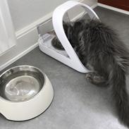 Maine Coon Lumacoon's Johnson Dwayne
