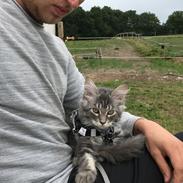Maine Coon Lumacoon's Johnson Dwayne
