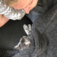 Maine Coon Lumacoon's Johnson Dwayne