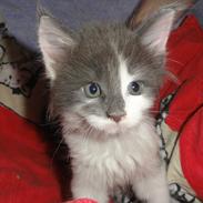 Maine Coon Blackangel's Guldkaramel