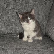 Maine Coon Blackangel's Guldkaramel