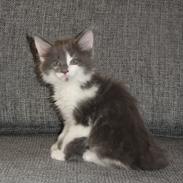 Maine Coon Blackangel's Guldkaramel