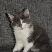 Maine Coon Blackangel's Guldkaramel