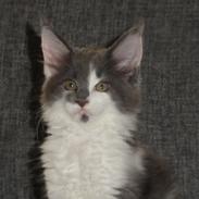 Maine Coon Blackangel's Guldkaramel