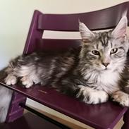 Maine Coon Jealar's Calliope 