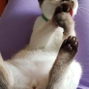Thai Gaja Smart Sara*PL