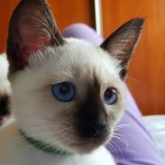 Thai Gaja Smart Sara*PL