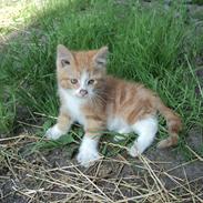 Blanding af racer Garfild 