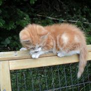 Blanding af racer Garfild 