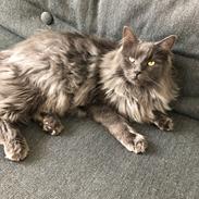 Maine Coon Carlo