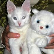 Tyrkisk Angora IC Murat von Kedi Arkadas