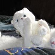 Tyrkisk Angora IC Murat von Kedi Arkadas