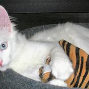 Tyrkisk Angora IC Murat von Kedi Arkadas