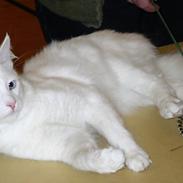 Tyrkisk Angora IC Murat von Kedi Arkadas