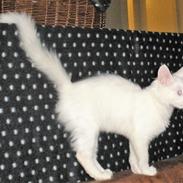 Tyrkisk Angora IC Murat von Kedi Arkadas