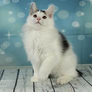 Kurilean Bobtail DK JeaTri´s Fedtmule