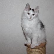 Kurilean Bobtail DK JeaTri´s Fedtmule