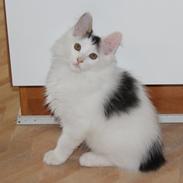 Kurilean Bobtail DK JeaTri´s Fedtmule