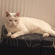 Blanding af racer Panda