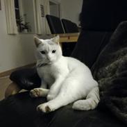 Blanding af racer Panda