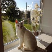 Blanding af racer Panda