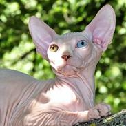 Sphynx Farao Psamtik Sami Von der Vraltemås 