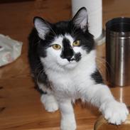 Kurilean Bobtail Nikolas iz Doma Solntsa RU