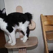 Kurilean Bobtail Nikolas iz Doma Solntsa RU