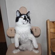 Kurilean Bobtail Nikolas iz Doma Solntsa RU
