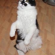 Kurilean Bobtail Nikolas iz Doma Solntsa RU