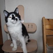 Kurilean Bobtail Nikolas iz Doma Solntsa RU